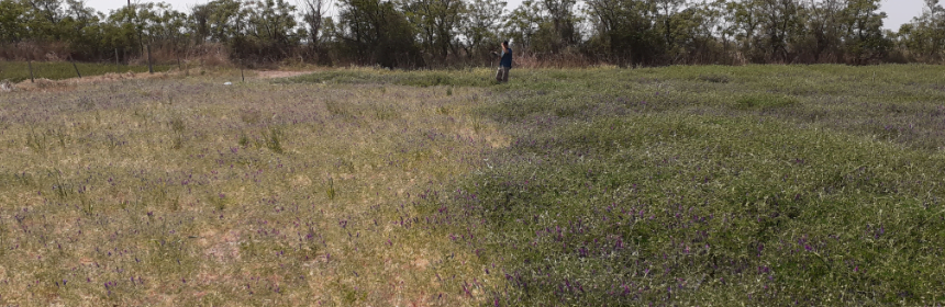 Vicia sin y con tratamiento (inoculante y fertilizante a la siembra